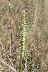 Spiranthes magnicamporum