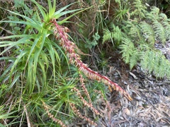 Dracophyllum secundum