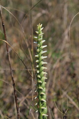 Spiranthes magnicamporum