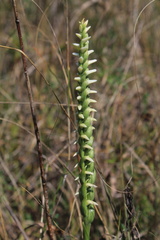 Spiranthes magnicamporum