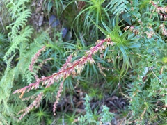 Dracophyllum secundum
