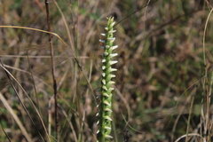 Spiranthes magnicamporum