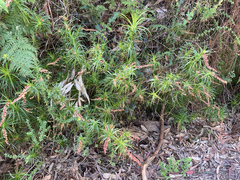 Dracophyllum secundum