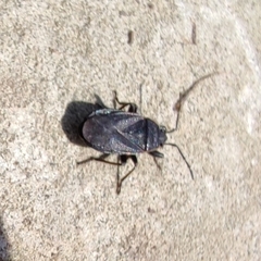 Pyrrhocoris marginatus