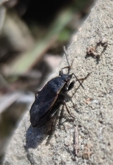Pyrrhocoris marginatus