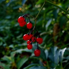 Solanum dulcamara