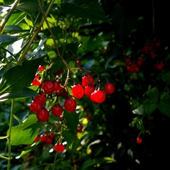 Solanum dulcamara