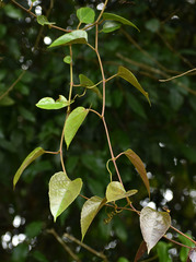 Cissus vinosa