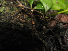 Kaliella microconus