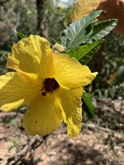 Hibiscus divaricatus