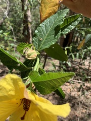 Hibiscus divaricatus