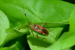 Pseudopantilius australis
