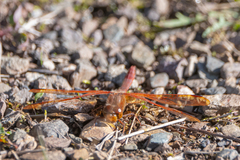 Sympetrum croceolum