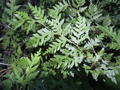 Pteris macilenta