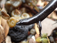 Suter's Skink photo 3