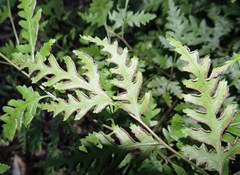 Pteris macilenta