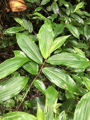 Dichorisandra tejucensis