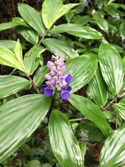 Dichorisandra tejucensis