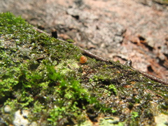 Kaliella microconus
