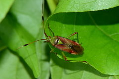 Pseudopantilius australis