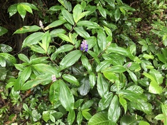 Dichorisandra tejucensis