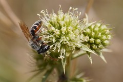 Andrena variabilis