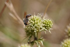 Andrena variabilis