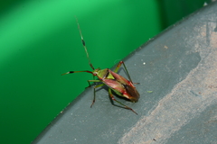 Pseudopantilius australis