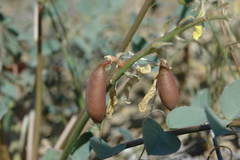 Astragalus flexus