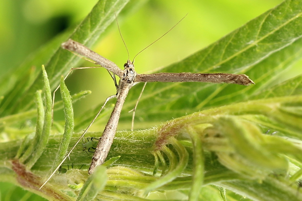 Agdistis adactyla