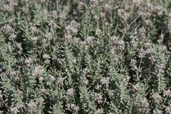 Teucrium dunense
