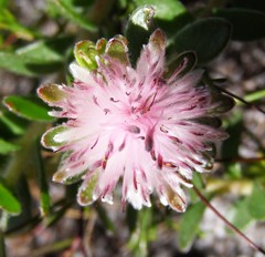 Diastella divaricata divaricata
