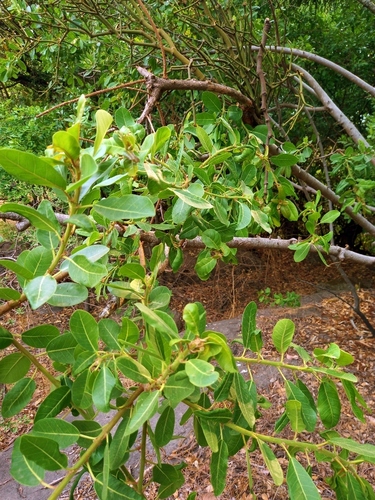 Ficus thonningii