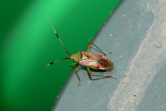 Pseudopantilius australis