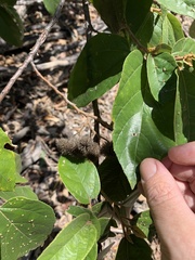 Commersonia bartramia