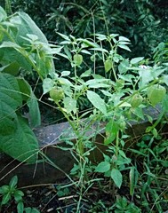 Physalis peruviana