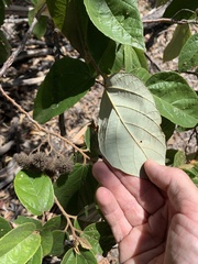 Commersonia bartramia