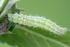 Amblyptilia punctidactyla