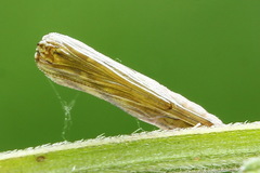 Amblyptilia punctidactyla