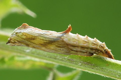 Amblyptilia punctidactyla