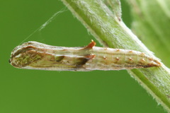 Amblyptilia punctidactyla