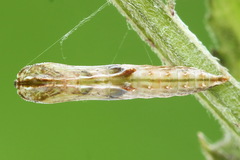 Amblyptilia punctidactyla