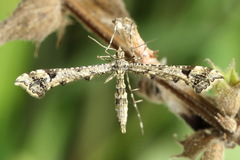 Amblyptilia punctidactyla