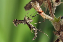 Amblyptilia punctidactyla