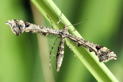 Amblyptilia punctidactyla