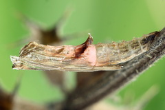 Amblyptilia punctidactyla