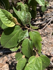 Commersonia bartramia