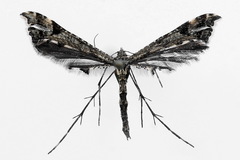 Amblyptilia punctidactyla