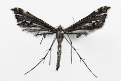 Amblyptilia punctidactyla