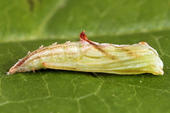 Amblyptilia punctidactyla